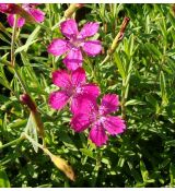 Dianthus deltoides 'Roseus' - klinček slzičkový 'Roseus'