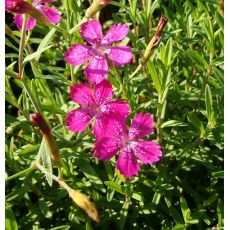 Dianthus deltoides 'Roseus' - klinček slzičkový 'Roseus'