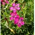 Dianthus deltoides 'Roseus' - klinček slzičkový 'Roseus'