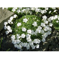 Dianthus gratianopolitanus ' La Bourboule White' - klinček sivý ' La Bourboule White'