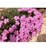 Dianthus microlepis - klinček bulharský