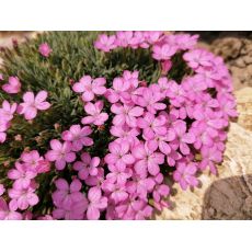 Dianthus microlepis - klinček bulharský