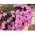 Dianthus microlepis - klinček bulharský