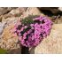 Dianthus microlepis - klinček bulharský