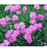 Dianthus gratianopolitanus 'Tiny Rubies' - klinček sivý 'Tiny Rubies'