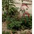 Dicentra spectabilis - srdcovka nádherná