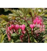 Dicentra spectabilis - srdcovka nádherná