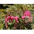 Dicentra spectabilis - srdcovka nádherná