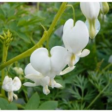 Dicentra spectabilis 'Alba' - srdcovka nádherná 'Alba'