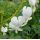 Dicentra spectabilis 'Alba' - srdcovka nádherná 'Alba'