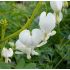 Dicentra spectabilis 'Alba' - srdcovka nádherná 'Alba'