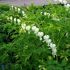 Dicentra spectabilis 'Alba' - srdcovka nádherná 'Alba'