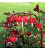 Dicentra spectabilis 'Valentine' - srdcovka nádherná 'Valentine'