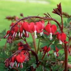 Dicentra spectabilis 'Valentine' - srdcovka nádherná 'Valentine'