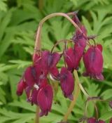 Dicentra formosa 'Bacchanal' - srdcovka menšia 'Bacchanal'