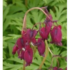 Dicentra formosa 'Bacchanal' - srdcovka menšia 'Bacchanal'