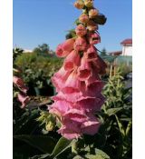 Digitalis × mertonensis - náprstník