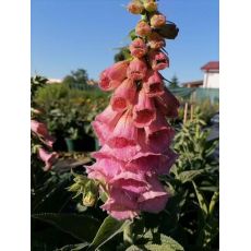 Digitalis × mertonensis - náprstník