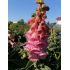 Digitalis × mertonensis - náprstník