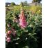 Digitalis × mertonensis - náprstník