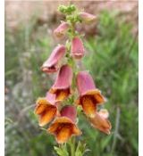 Digitalis obscura 'Sunset' - náprstník 'Sunset'