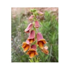 Digitalis obscura 'Sunset' - náprstník 'Sunset'