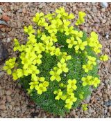 Draba bryoides - chudôbka tuhá (syn. Draba rigida var. bryoides)