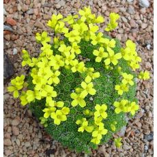 Draba bryoides - chudôbka tuhá (syn. Draba rigida var. bryoides)