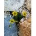 Draba hispanica - chdôbka