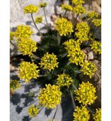 Draba hispanica - chdôbka