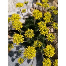 Draba hispanica - chdôbka