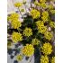 Draba hispanica - chdôbka