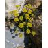 Draba hispanica - chdôbka