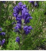 Dracocephalum austriacum - včelník rakúsky