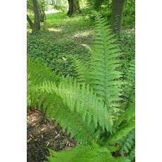 Dryopteris affinis - papraď plevinatá