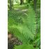 Dryopteris affinis - papraď plevinatá