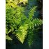 Dryopteris affinis - papraď plevinatá