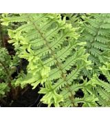 Dryopteris affinis 'Cristata The King' - papraď plevinatá  'Cristata The King'