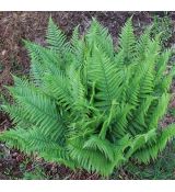Dryopteris filix-mas - papraď samčia