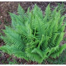 Dryopteris filix-mas - papraď samčia