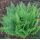 Dryopteris filix-mas - papraď samčia