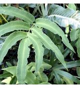 Dryopteris sieboldii - papraď sieboldova