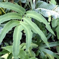 Dryopteris sieboldii - papraď sieboldova