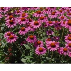 Echinacea purpurea 'Bright Rose' - echinacea purpurová 'Bright Rose'
