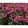 Echinacea purpurea 'Bright Rose' - echinacea purpurová 'Bright Rose'