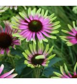 Echinacea purpurea 'Green Twister' - echinacea purpurová 'Green Twister'