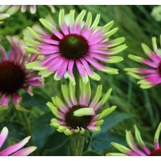 Echinacea purpurea 'Green Twister' - echinacea purpurová 'Green Twister'