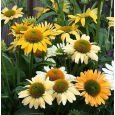Echinacea purpurea 'Mellow Yellow' - echinacea purpurová 'Mellow Yellow'