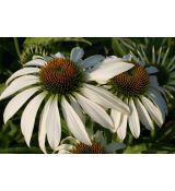 Echinacea purpurea 'White Swan' - echinacea purpurová 'White Swan'