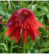 Echinacea × hybrida 'Eccentric' - echinacea 'Eccentric'